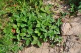 Fragaria vesca