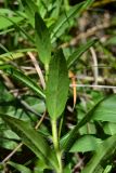 Hieracium scabiosum