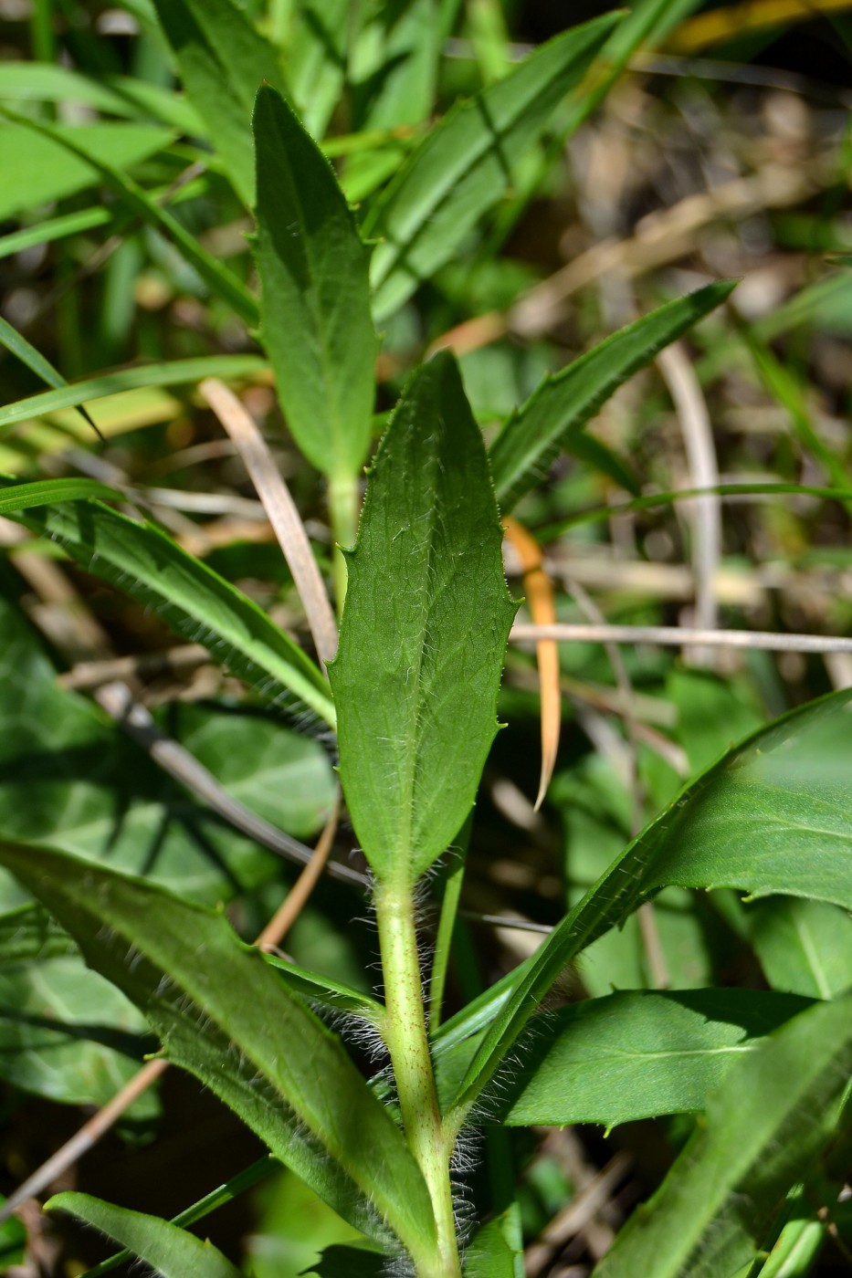 Изображение особи Hieracium scabiosum.