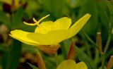 Oenothera pilosella