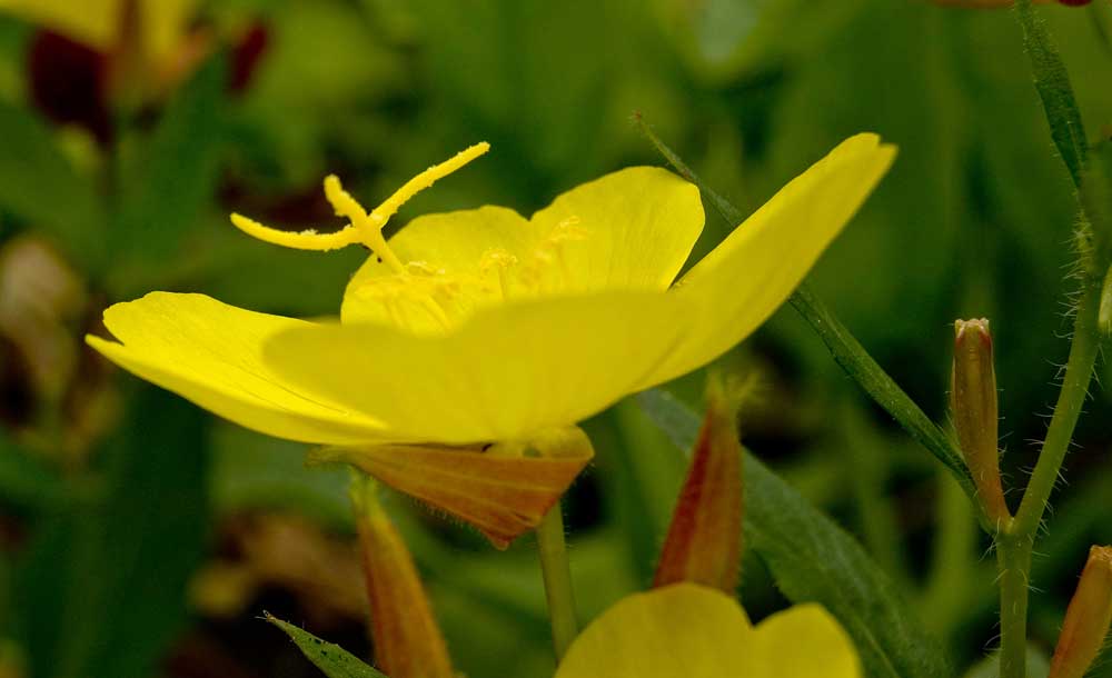 Image of Oenothera pilosella specimen.