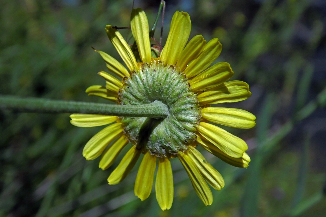 Image of Anthemis tinctoria specimen.