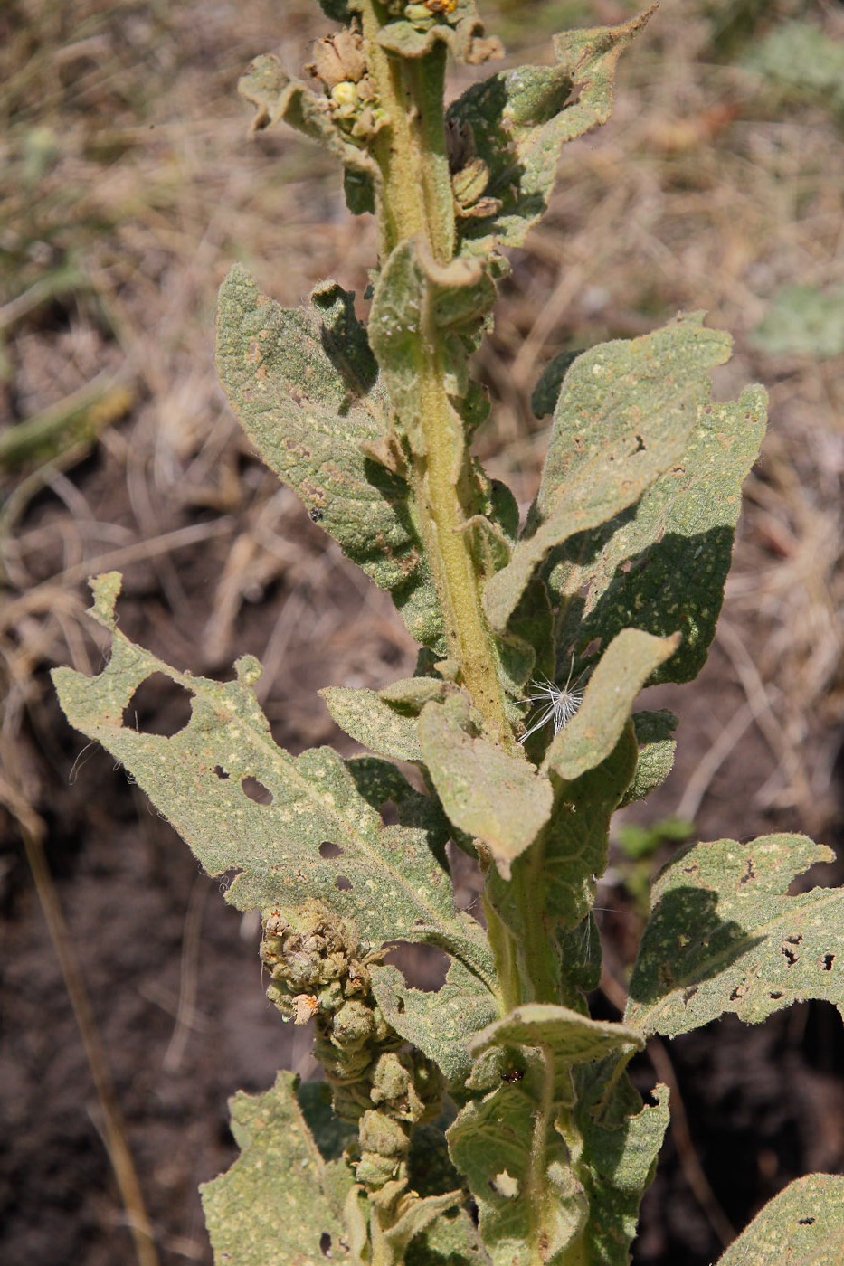 Изображение особи Verbascum thapsus.