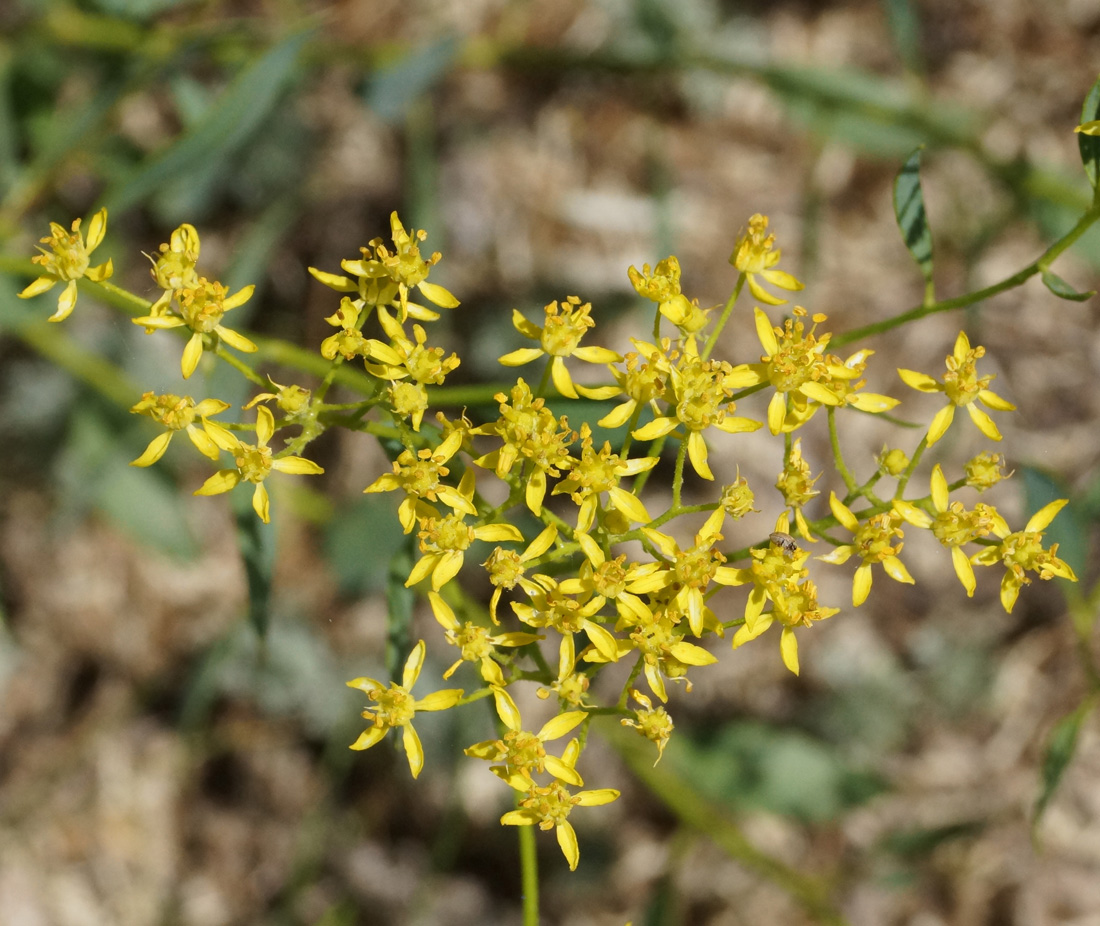 Image of Haplophyllum acutifolium specimen.