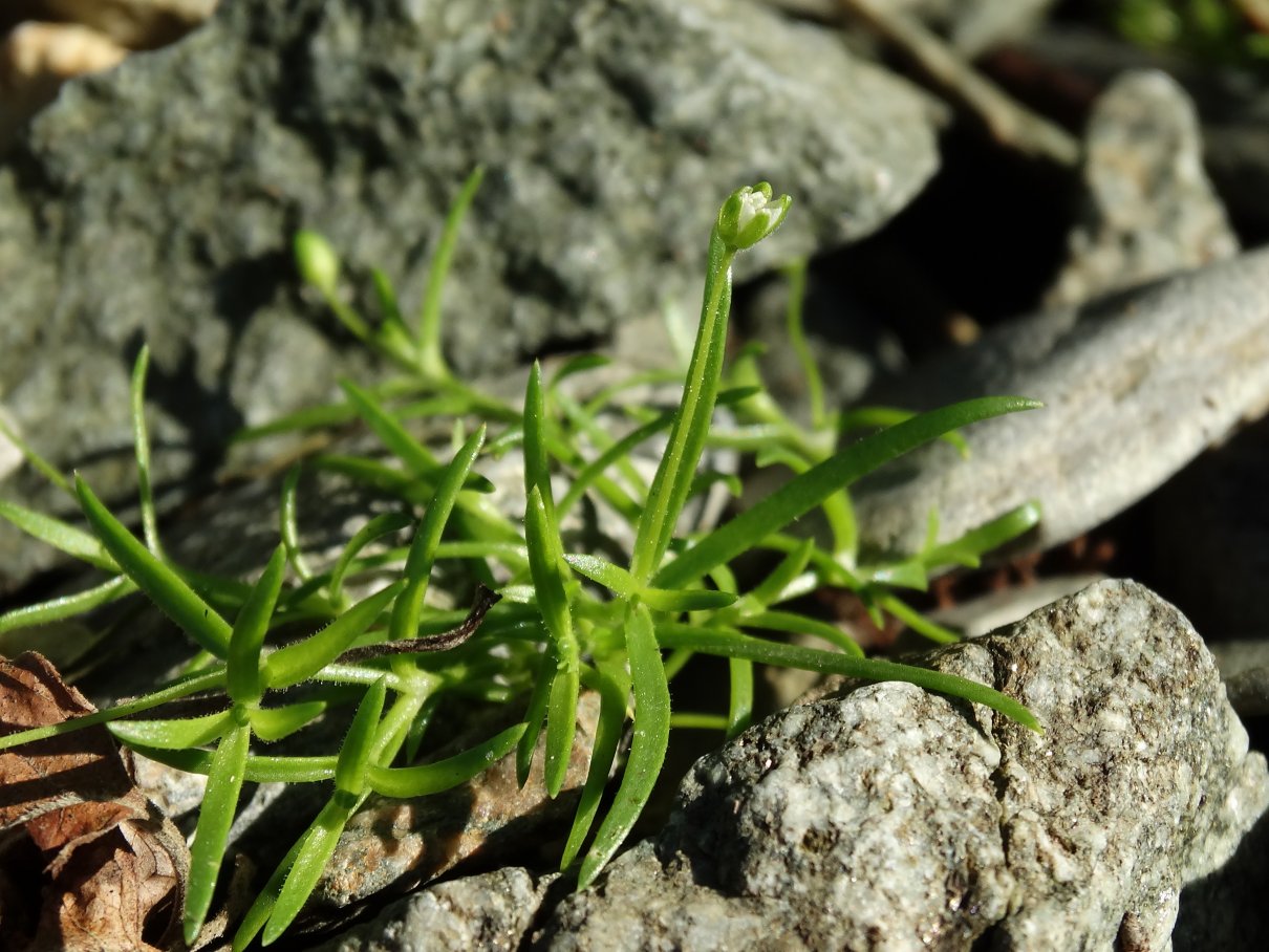 Изображение особи Sagina japonica.