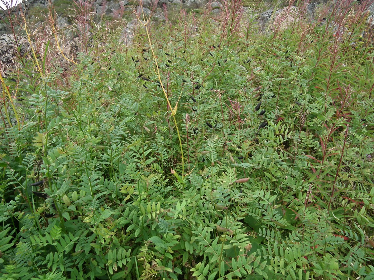 Image of Vicia sepium specimen.