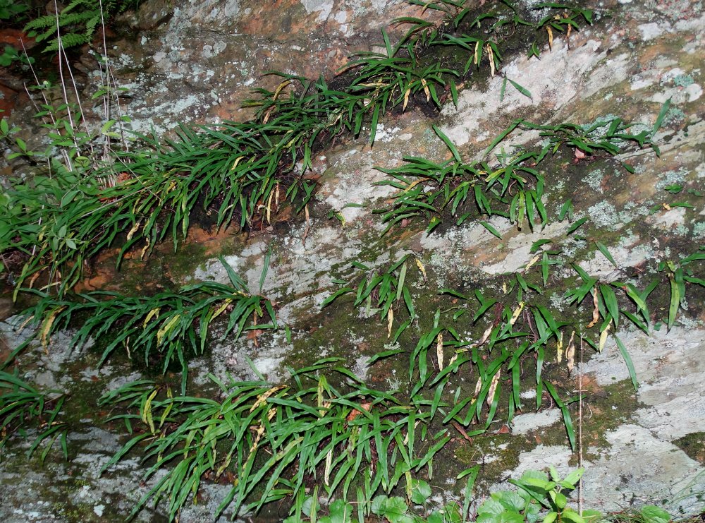 Image of Lepisorus ussuriensis specimen.