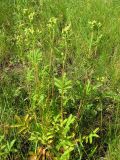 Potentilla longifolia. Отцветающее растение на остепнённом лугу. Окр. Томска, 26.07.2009.