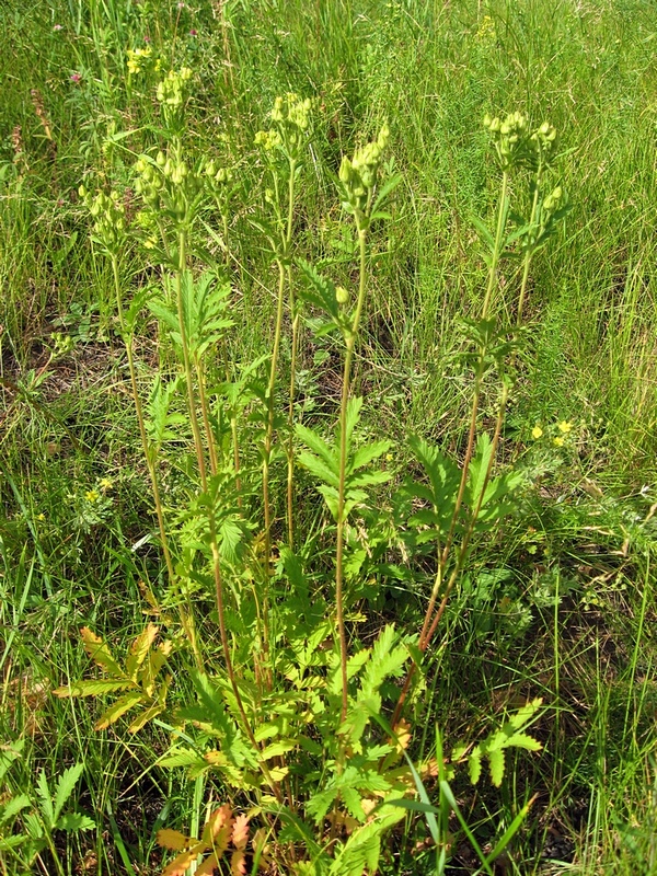 Image of Potentilla longifolia specimen.