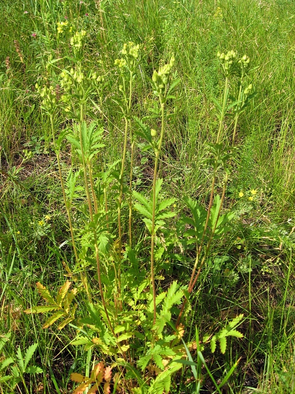 Изображение особи Potentilla longifolia.