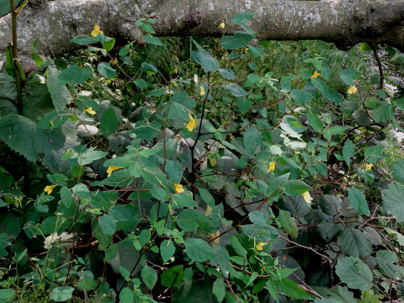 Изображение особи Impatiens maackii.