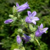 Campanula taurica