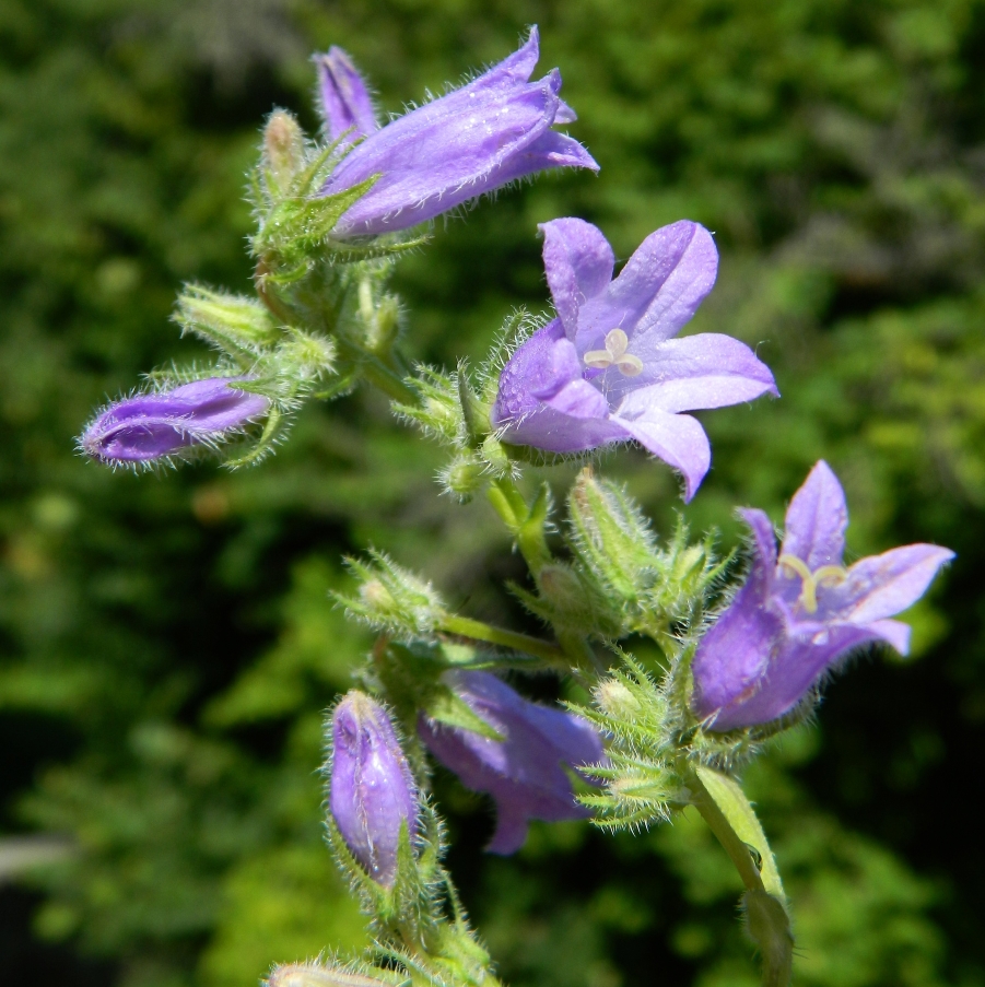 Image of Campanula taurica specimen.