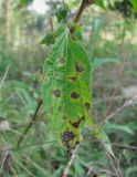 Acalypha australis. Лист, поражённый пероноспоровым грибом. Краснодарский край, Абинский р-н, ст-ца Холмская, огород. 20.09.2016.