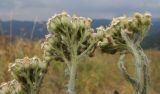 Achillea setacea