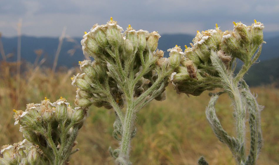 Изображение особи Achillea setacea.