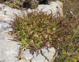 Gypsophila tenuifolia