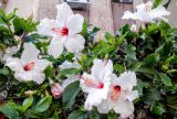 Hibiscus rosa-sinensis. Верхушки побегов с цветками. Израиль, г. Бат-Ям, в городском озеленении. 31.08.2016.