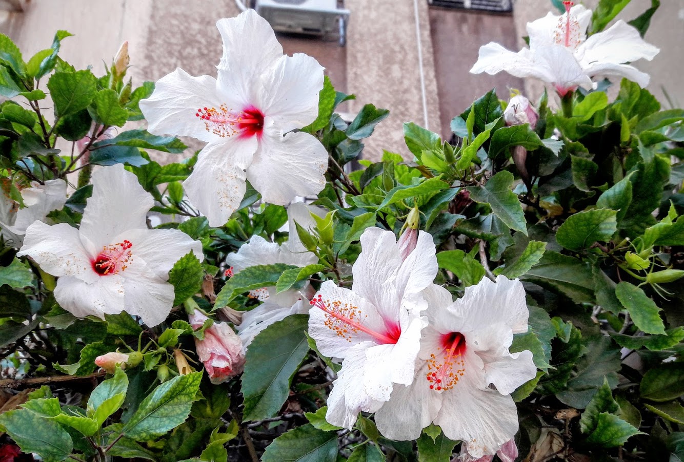 Изображение особи Hibiscus rosa-sinensis.