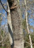 Populus alba