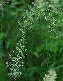 Calamagrostis arundinacea. Части соцветий. Ленинградская обл., окр. пос. Рощино. 24.07.2009.