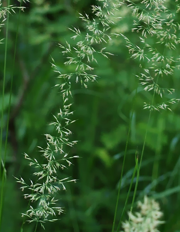 Изображение особи Calamagrostis arundinacea.