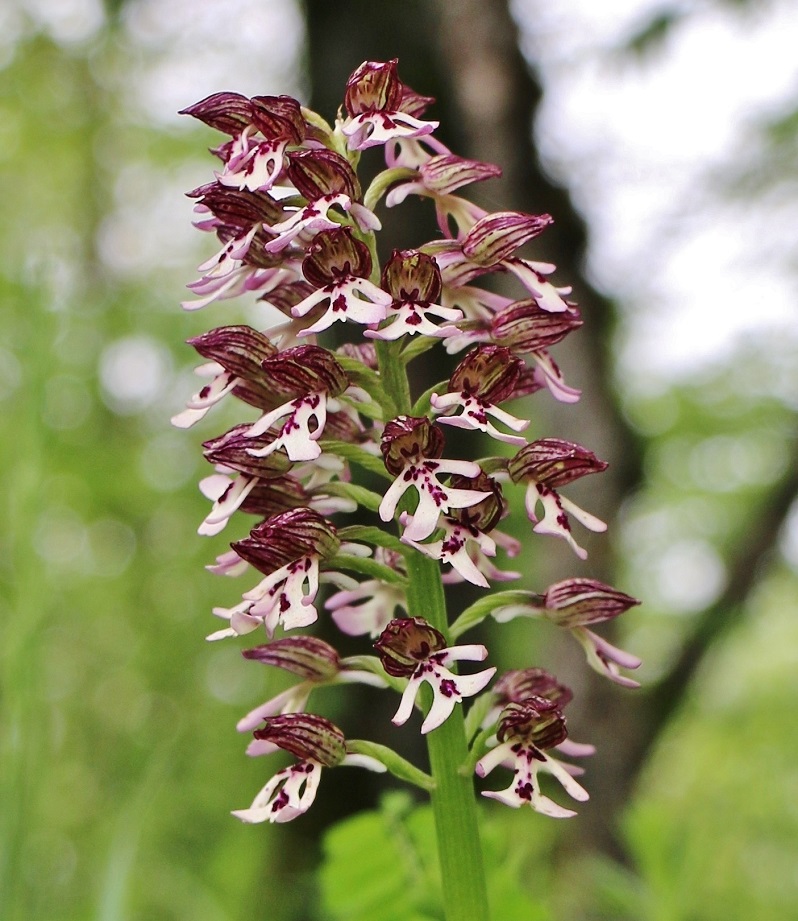 Image of Orchis purpurea ssp. caucasica specimen.