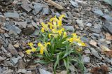 Juno orchioides