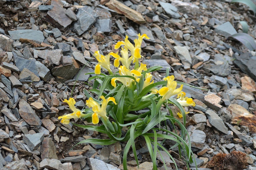 Изображение особи Juno orchioides.