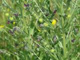 Cynoglossum officinale. Часть цветущего и плодоносящего растения. Иркутская обл., Усольский р-н, окр. пос. Мальта, луг. 01.07.2016.