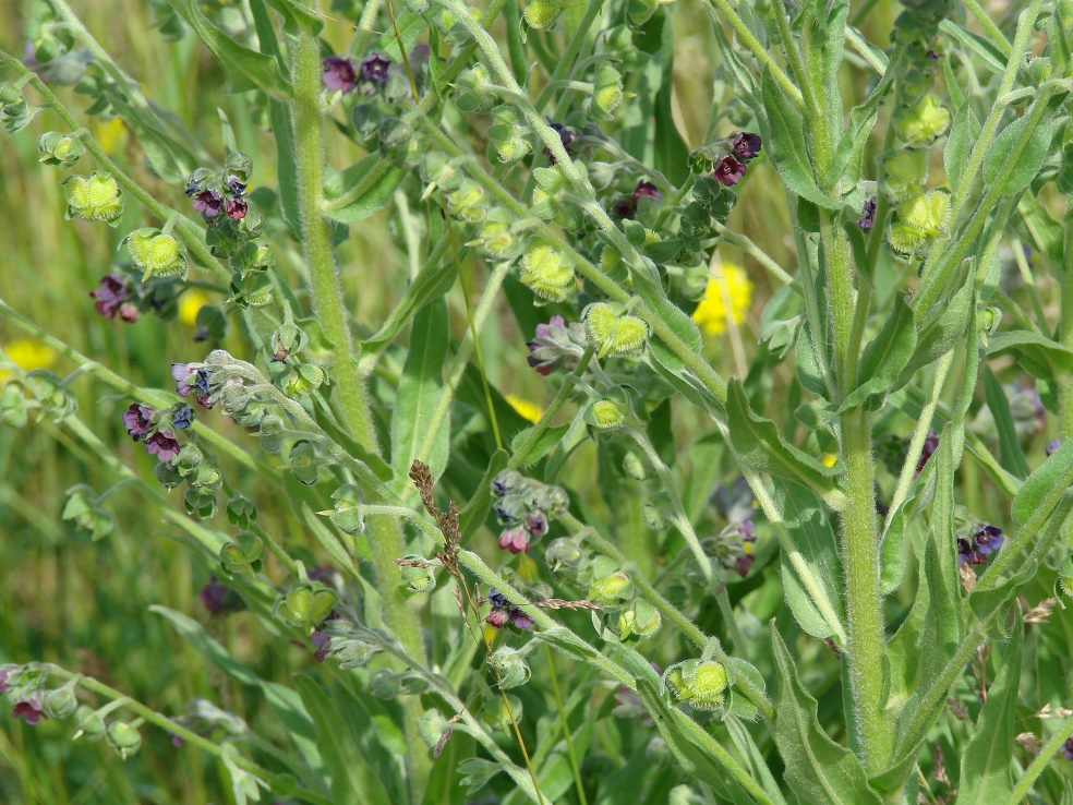 Image of Cynoglossum officinale specimen.