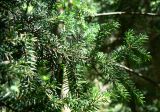 Picea orientalis