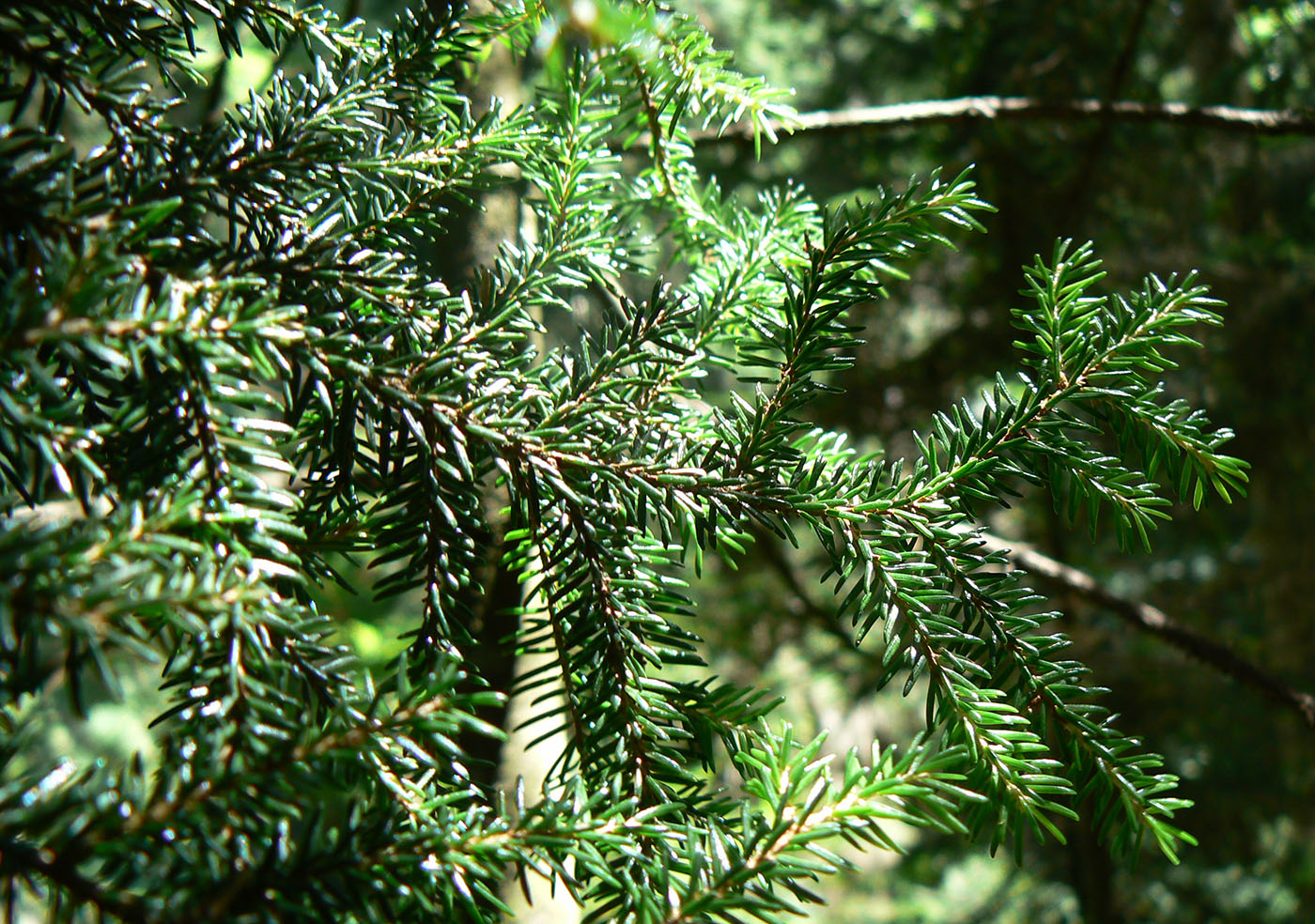 Image of Picea orientalis specimen.