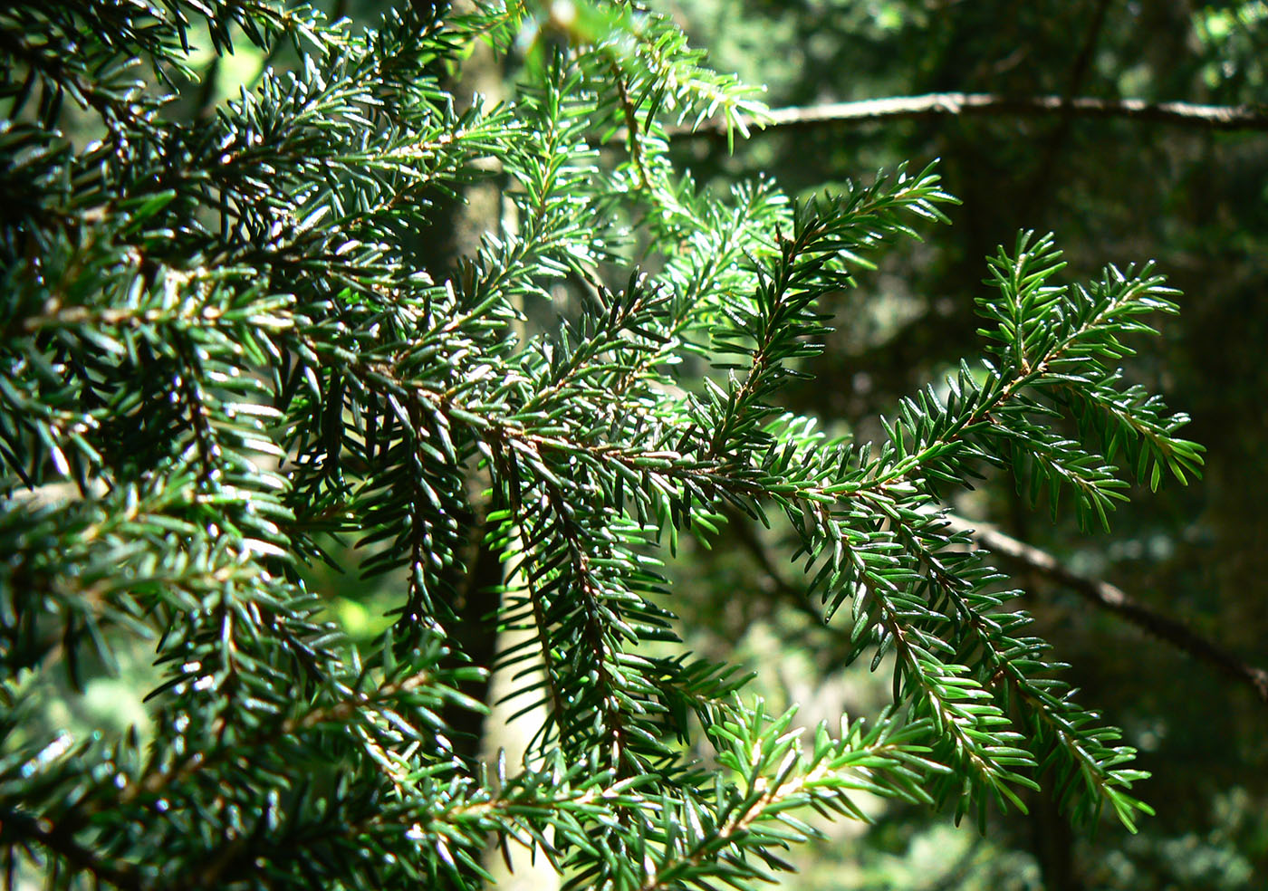 Изображение особи Picea orientalis.