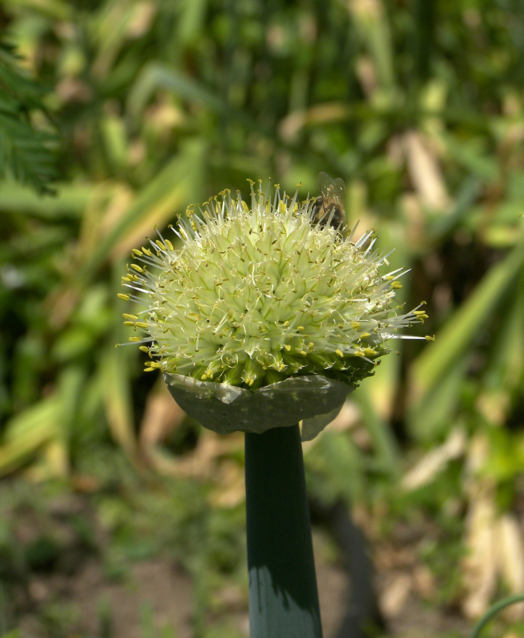 Изображение особи Allium altaicum.