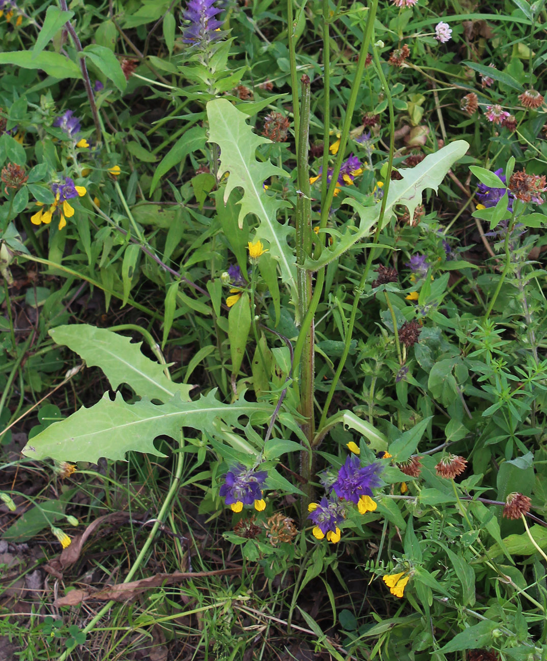 Изображение особи Crepis biennis.