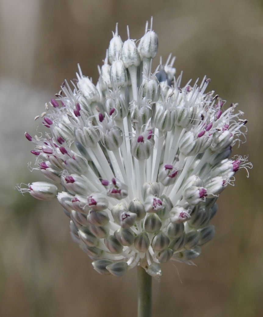 Image of Allium guttatum ssp. sardoum specimen.