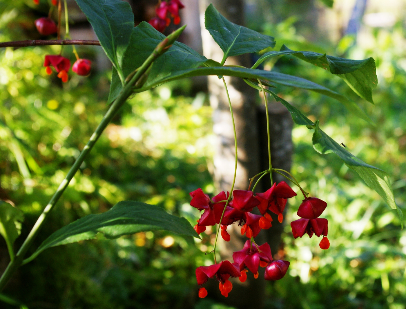 Изображение особи Euonymus latifolius.