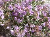 Thymus dubjanskyi. Верхушки цветущих побегов. Республика Мордовия, Большеберезниковский р-н, окр. с. Вейсэ, открытый склон с выходами мергелисто-меловых пород. 5 августа 2016 г.