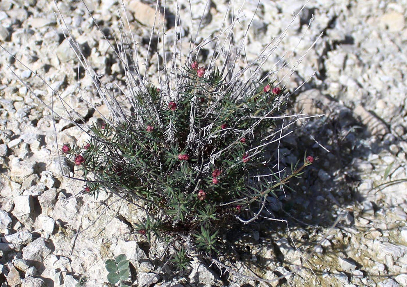 Изображение особи семейство Rubiaceae.