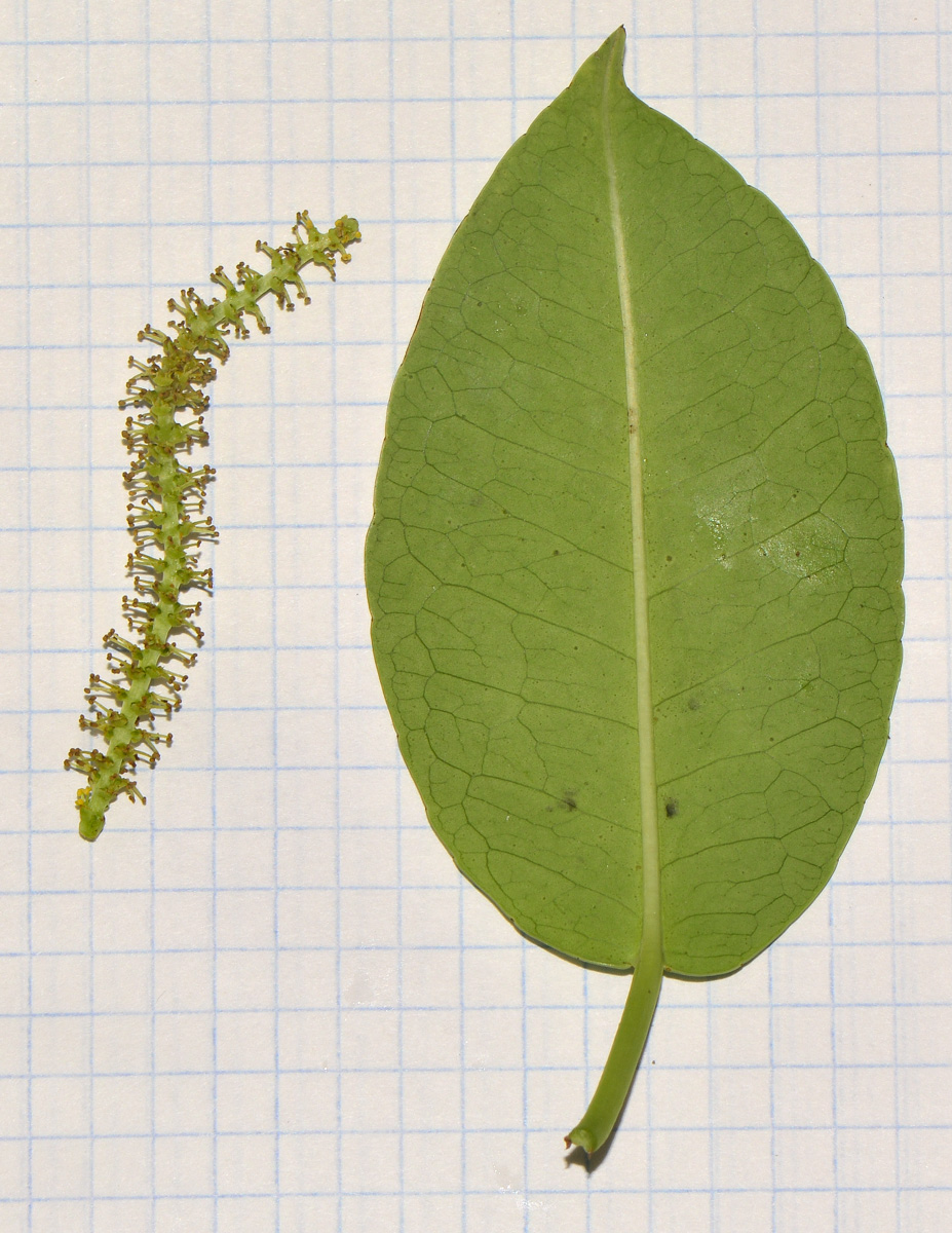 Image of Excoecaria agallocha specimen.