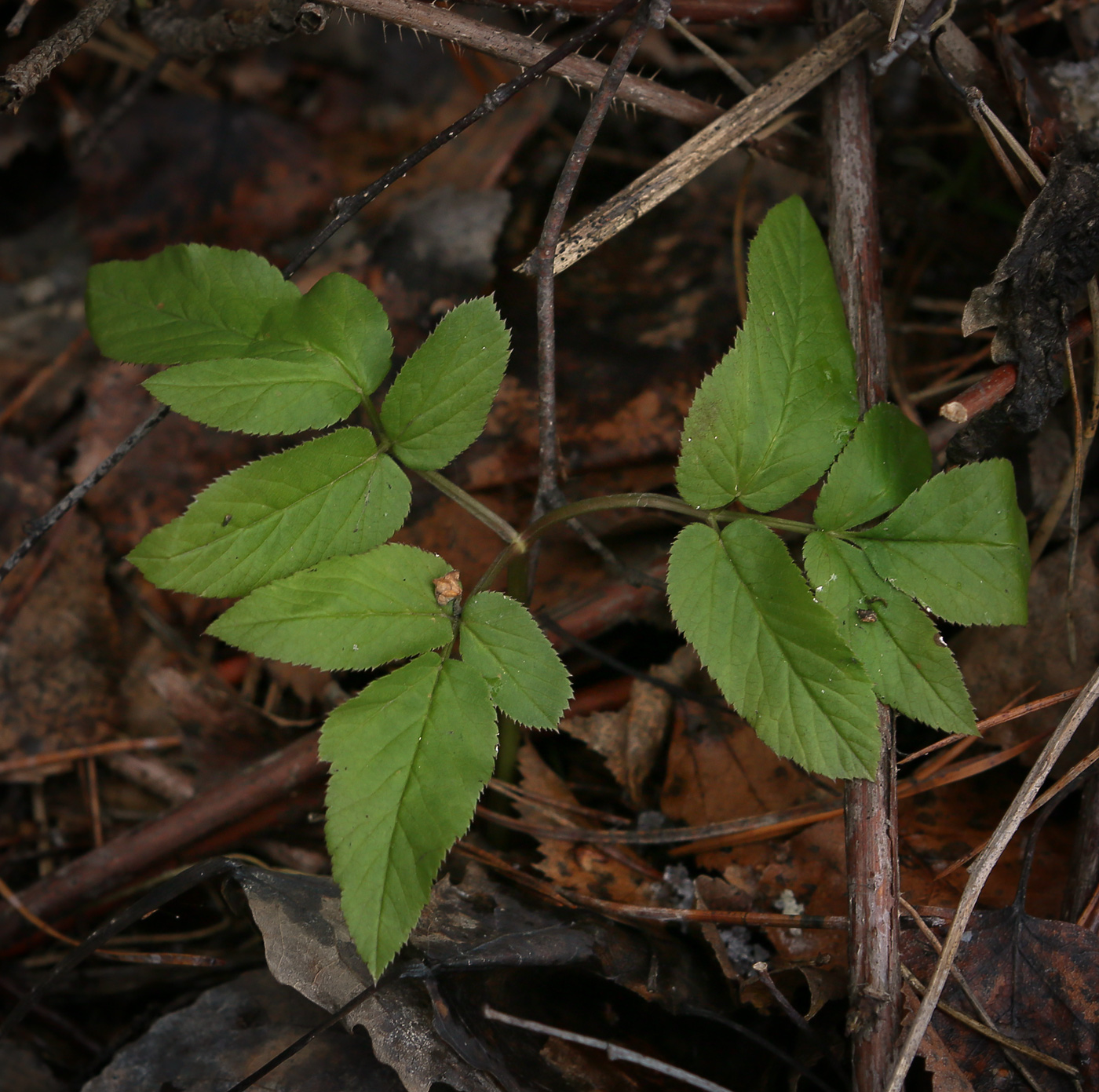 Image of Aegopodium podagraria specimen.