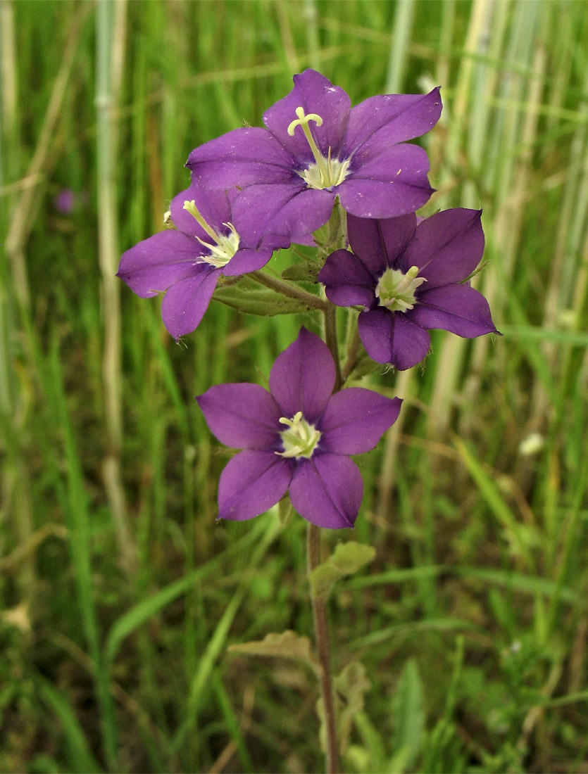 Изображение особи Legousia speculum-veneris.