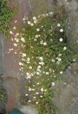 Erigeron karvinskianus