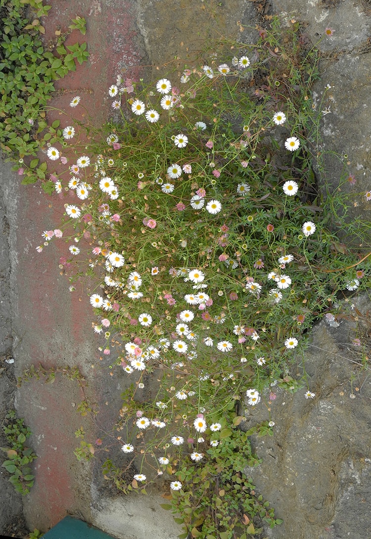 Изображение особи Erigeron karvinskianus.