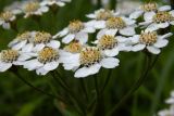 Achillea biserrata