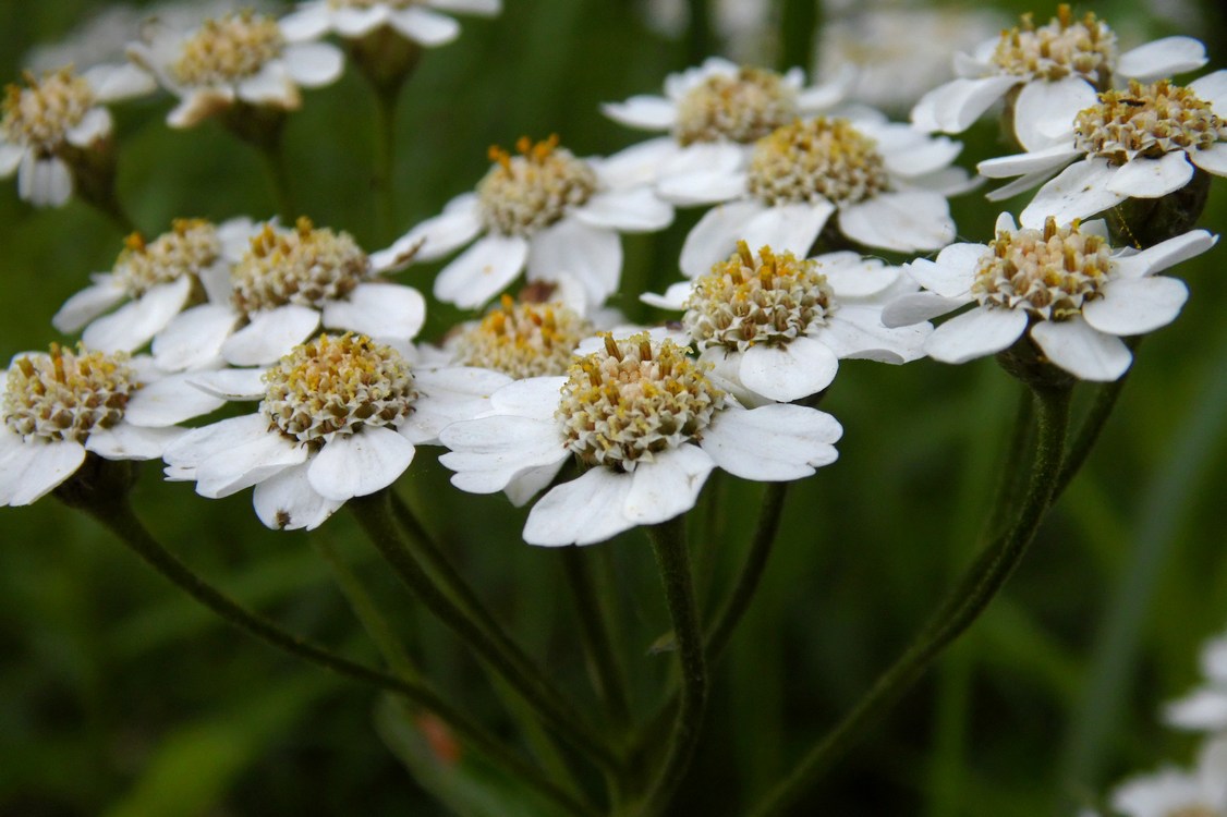 Image of Achillea biserrata specimen.