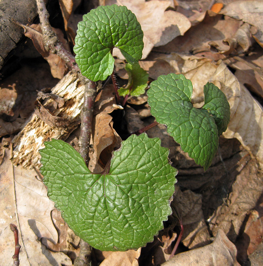 Image of Alliaria petiolata specimen.