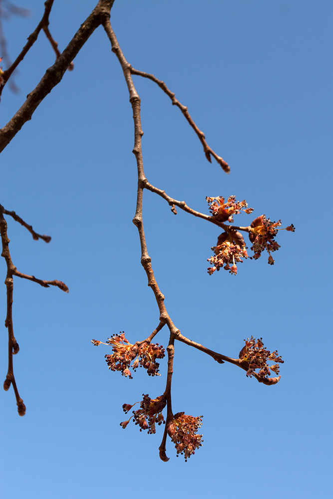 Image of Ulmus laevis specimen.