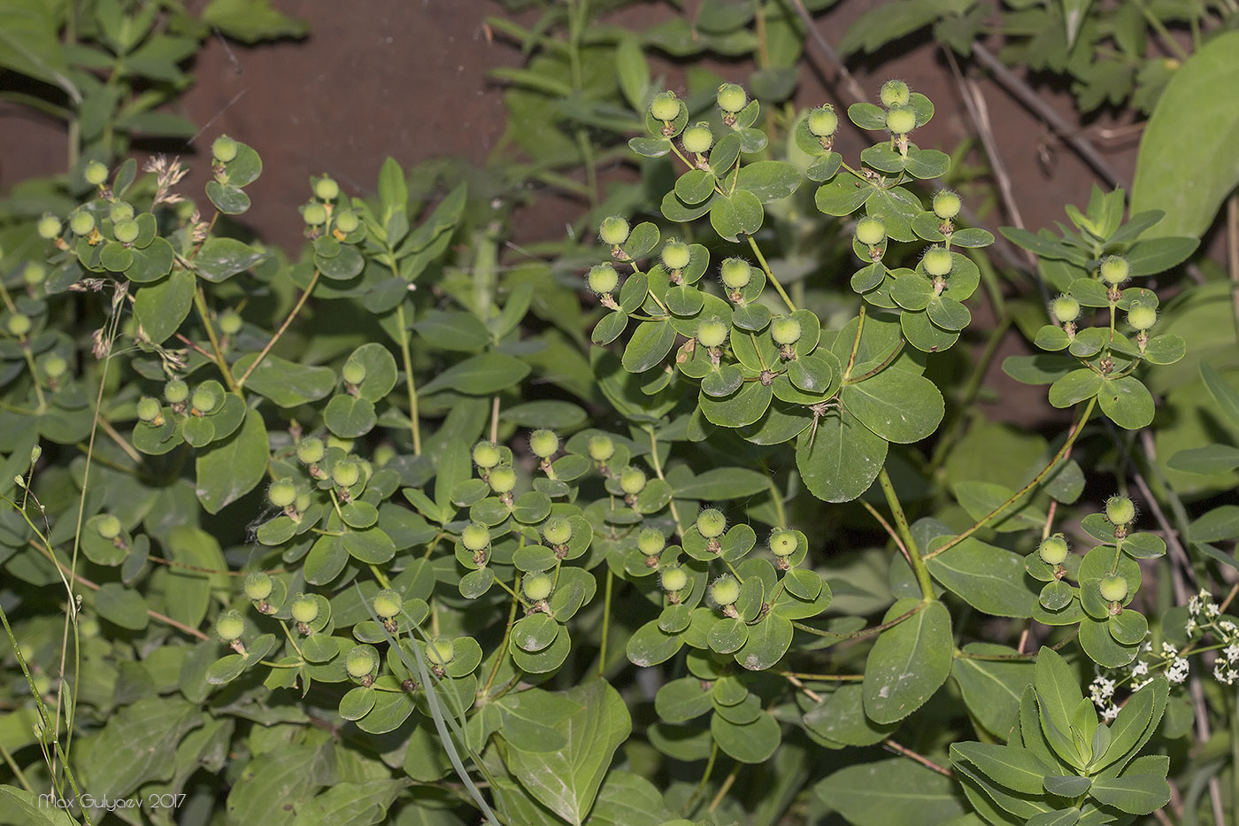 Изображение особи Euphorbia tauricola.